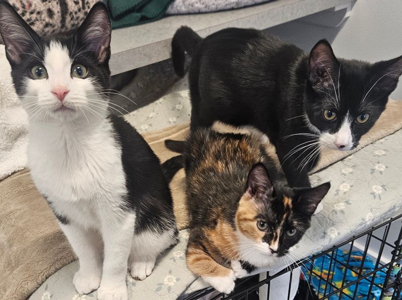 The Animal Haven, Inc., North Haven 