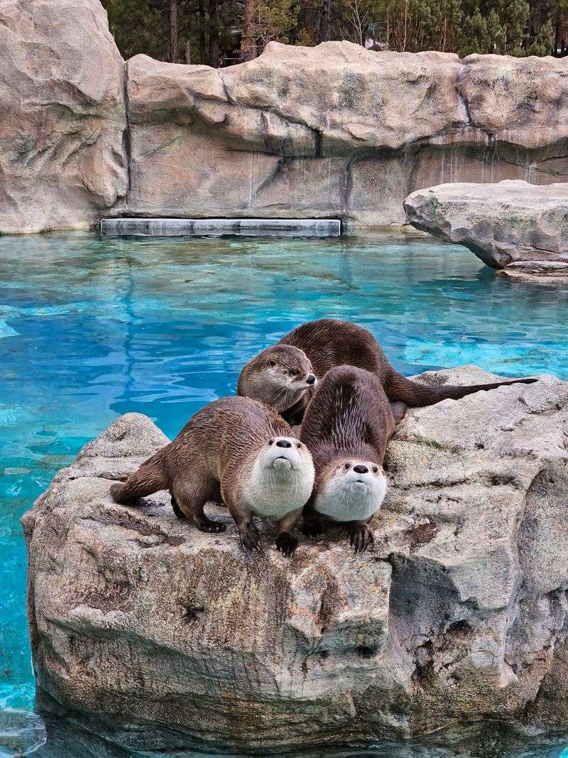 Daily Shows And Animal Encounters Worth Seeing