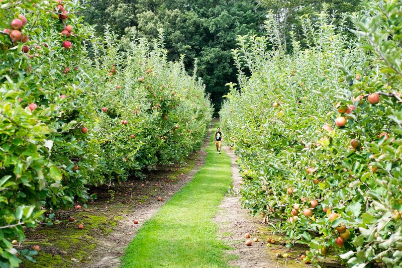 Grandad's Apples N' Such, Hendersonville