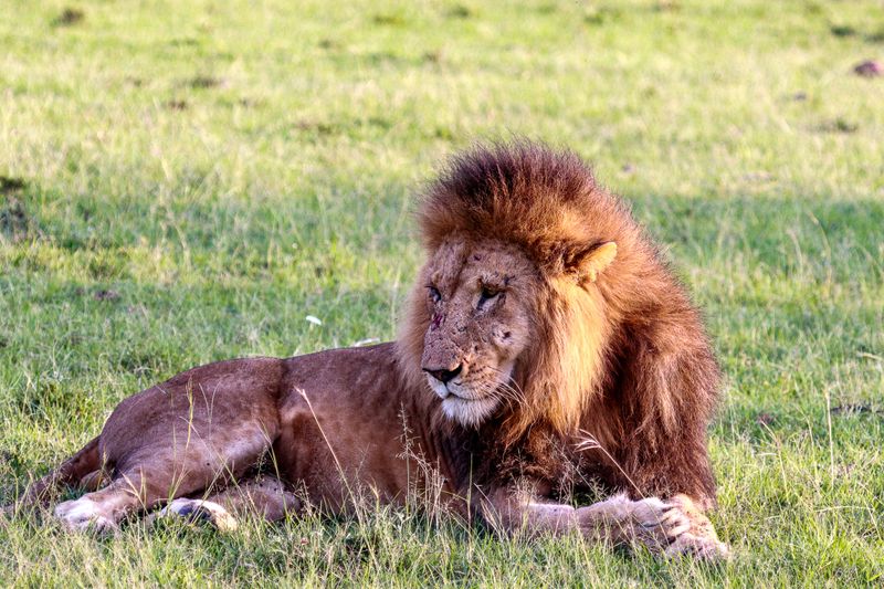 Evidence That These Lions Are Raising Young Here