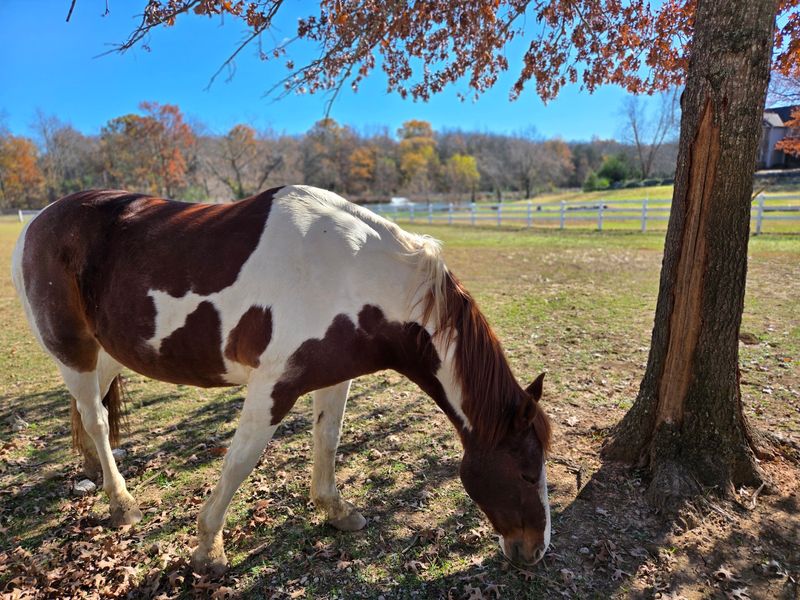This Tennessee Animal Sanctuary Lets You Hug Cows And Cuddle Rescued Turkeys - Decor Hint Planning Your Sunday Right