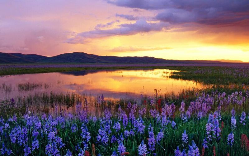 Camas Prairie Centennial Marsh, Near Fairfield