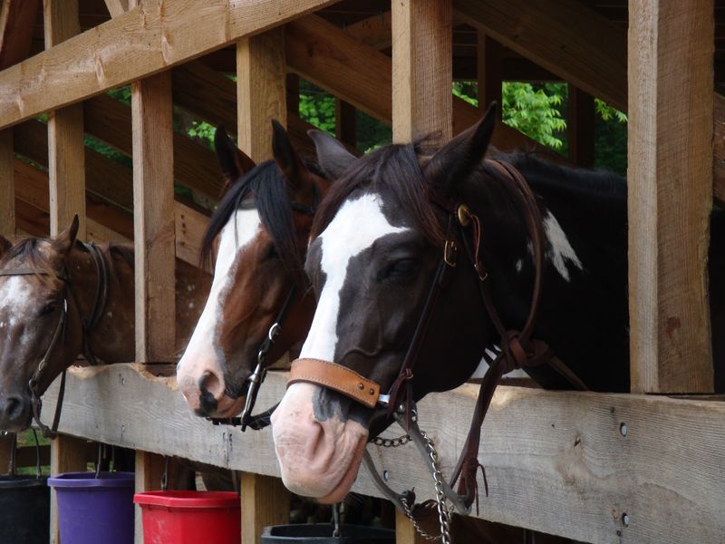 Horses Matched To You