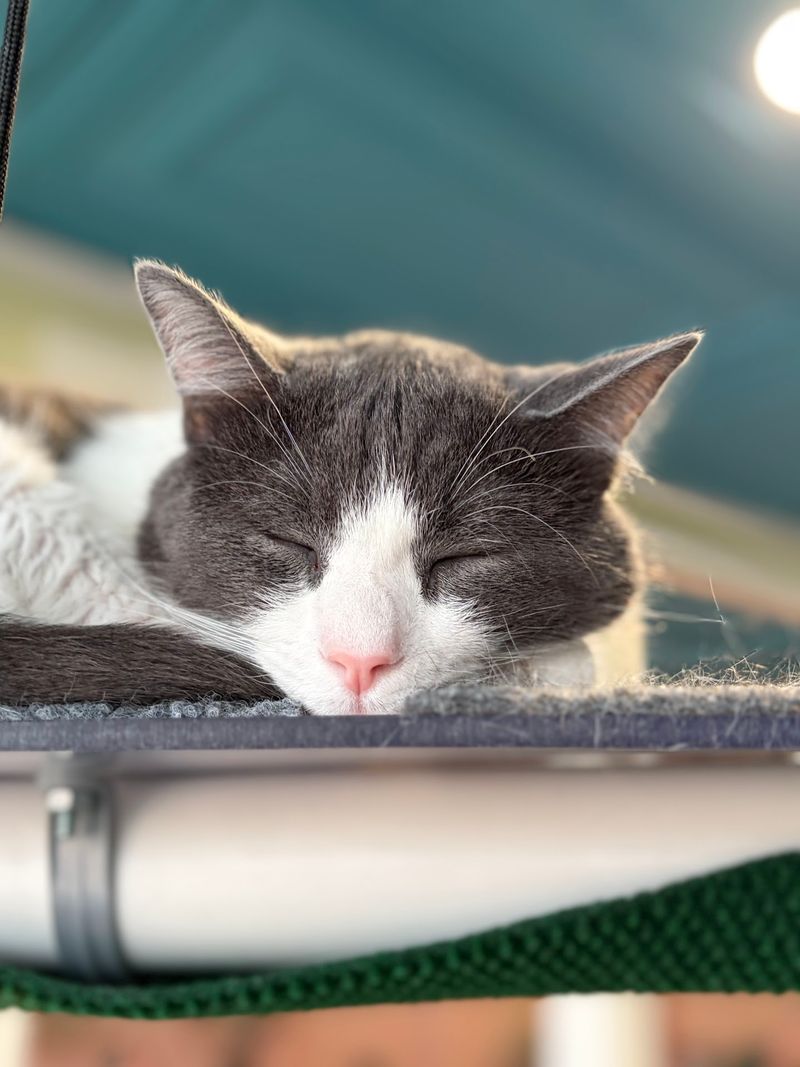 North Carolina Has 10 Cat Cafes Where Adoptable Cats Might Just Pick Their Own Humans - Decor Hint Meowter Banks Cat Cafe, Kitty Hawk