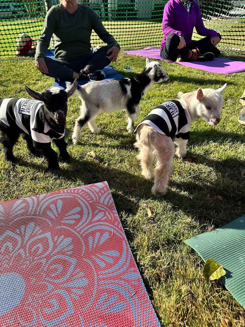 Hiking And Pilates With A Herd Tagging Along