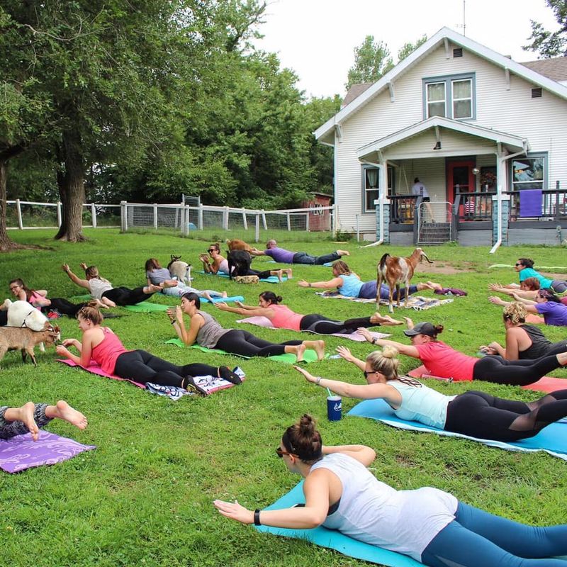 Goat Yoga Runs From Spring Through Fall