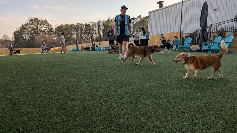 10 Dog-Friendly Georgia Patios Worth Visiting For Food And Drinks - Decor Hint The Drafty Dane, Marietta