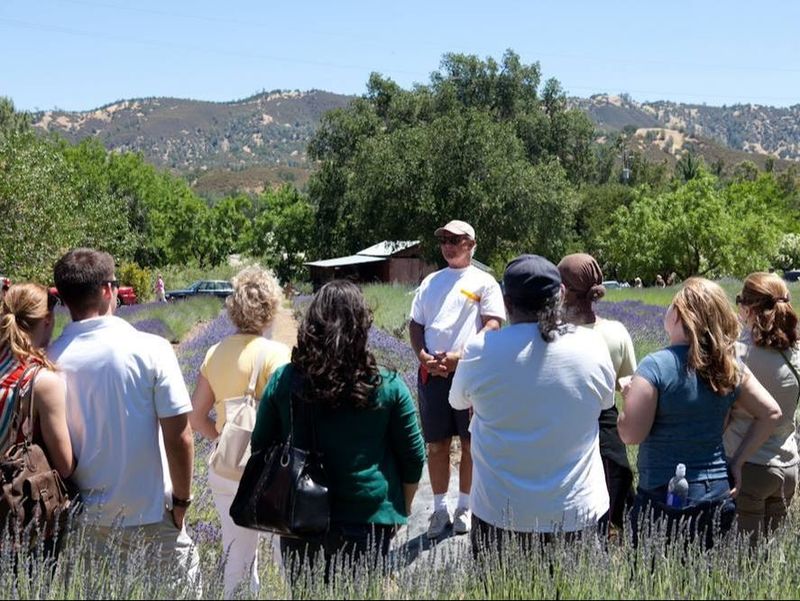 Take A Farm Tour And Discover What Goes Into Growing Lavender