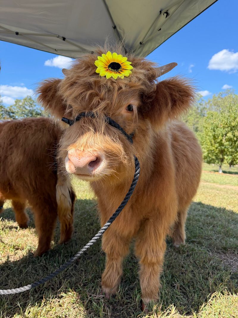 This North Carolina Farm Has Peach Picking, Flower Fields And Baby Highland Cows - Decor Hint Meet The Baby Highland Cows During One Of The Orchard's Animal Encounters