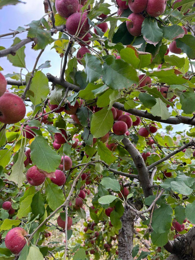 Apple Varieties Worth Learning By Name