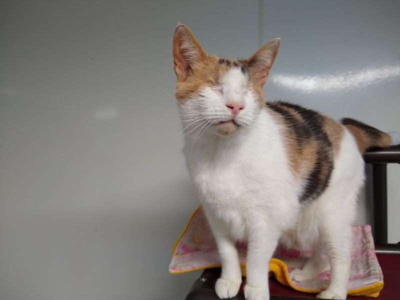 What Starts As A Rescue Story Often Turns Into A Permanent Second Chance