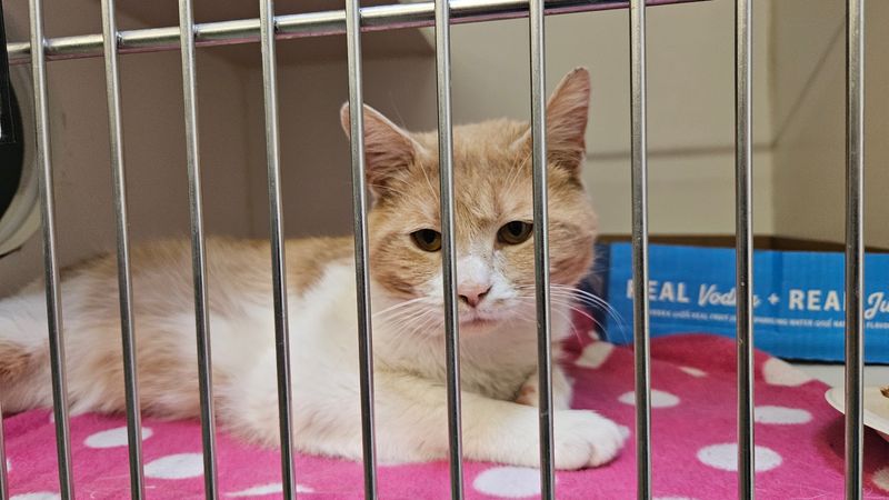 Kenton County Animal Services