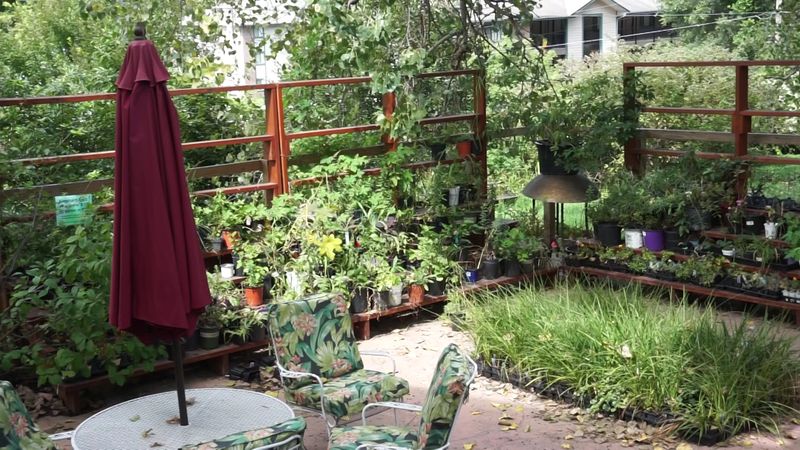 Look For Seasonal Flowers And Outdoor Plants