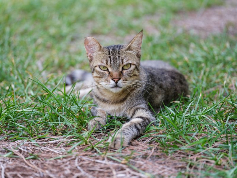 Find Out How Spaying And Neutering Have Helped Reduce Their Numbers