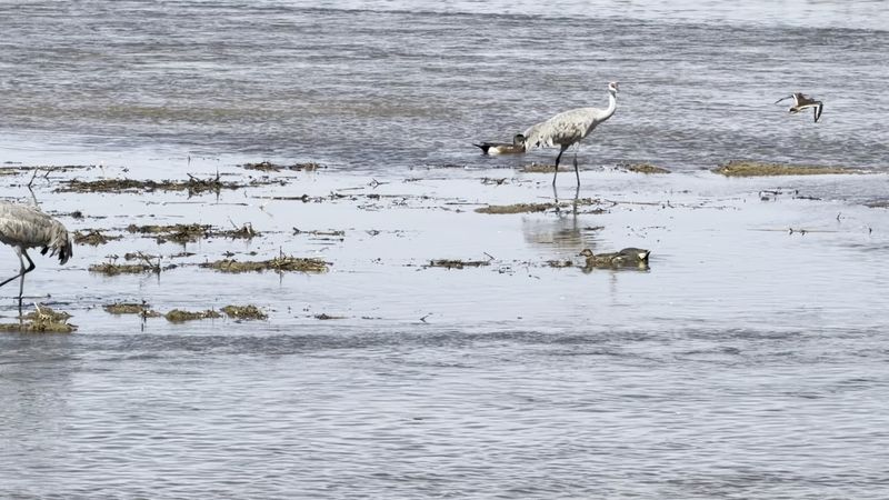 Bring Binoculars For A Quiet Day Of Nebraska Birding