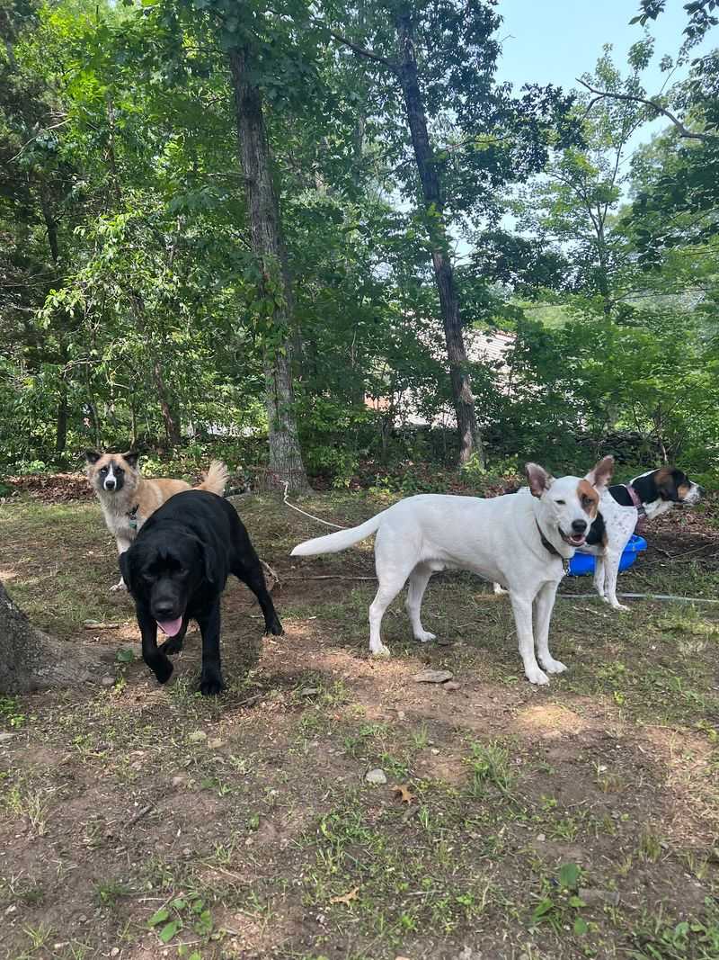 BeCAUSE 4 PAWS, New Milford