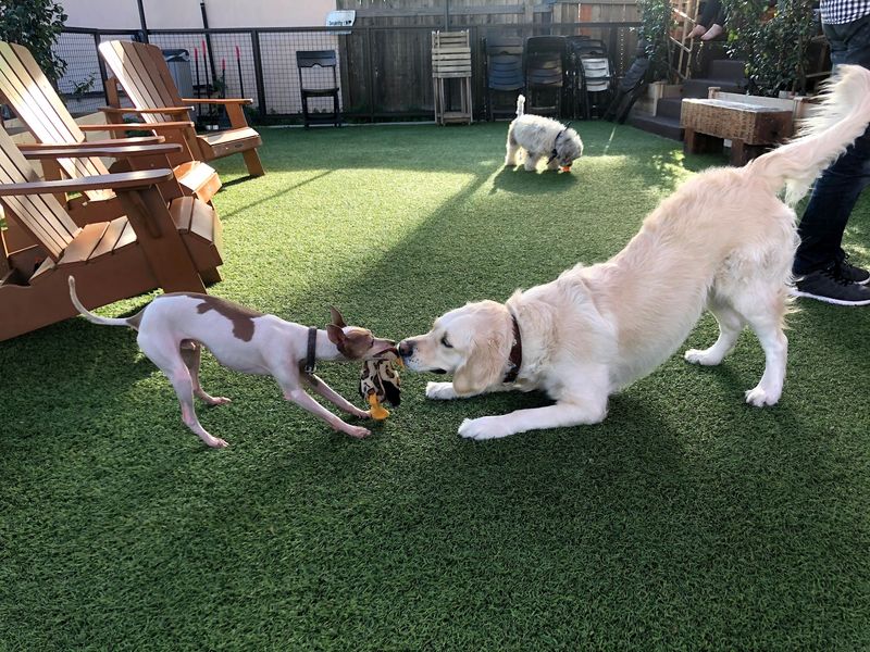 Where Dogs Actually Socialize