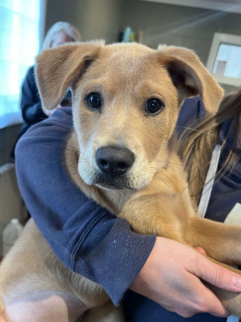 Ways To Help Even If You Cannot Adopt