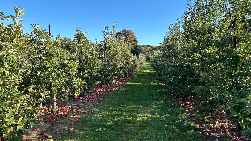 10 Fruit Farms In Connecticut That Belong On Your Summer Bucket List - Decor Hint Belltown Hill Orchards, South Glastonbury