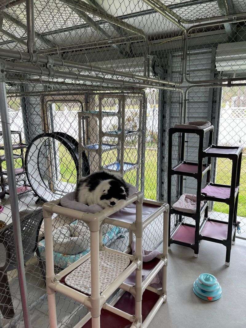 Special Spaces Help Blind Cats Move Around With Confidence
