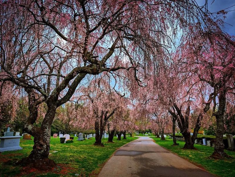 The Lexington Cemetery, Lexington