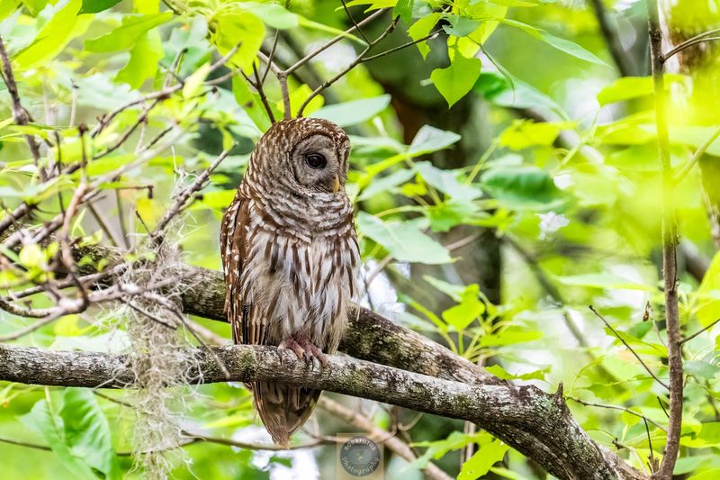 This South Carolina Swamp Tour Takes You Into A World Of Snakes And More - Decor Hint Sanctuary's Heartbeat