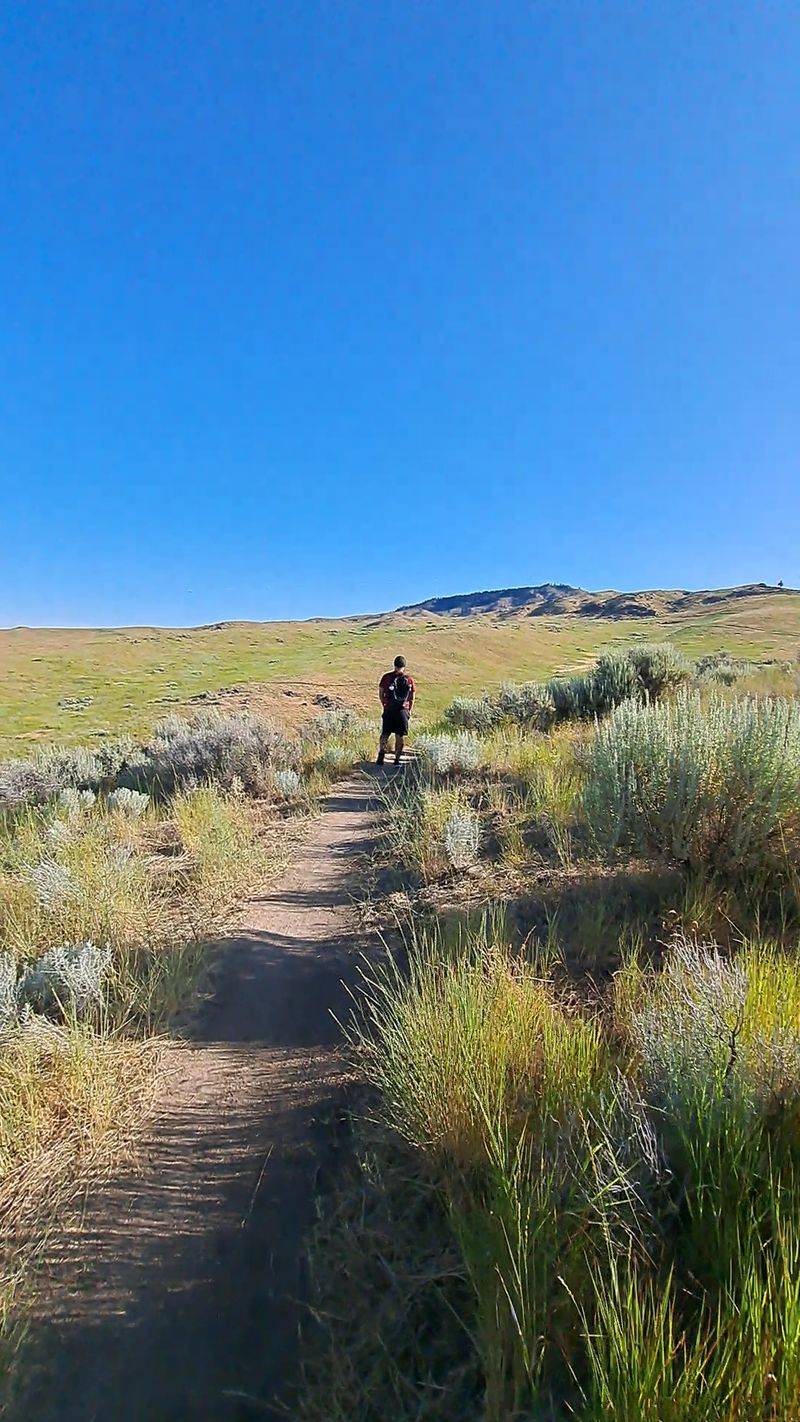 Spring And Early Summer Bring Wildflowers Across The Slopes