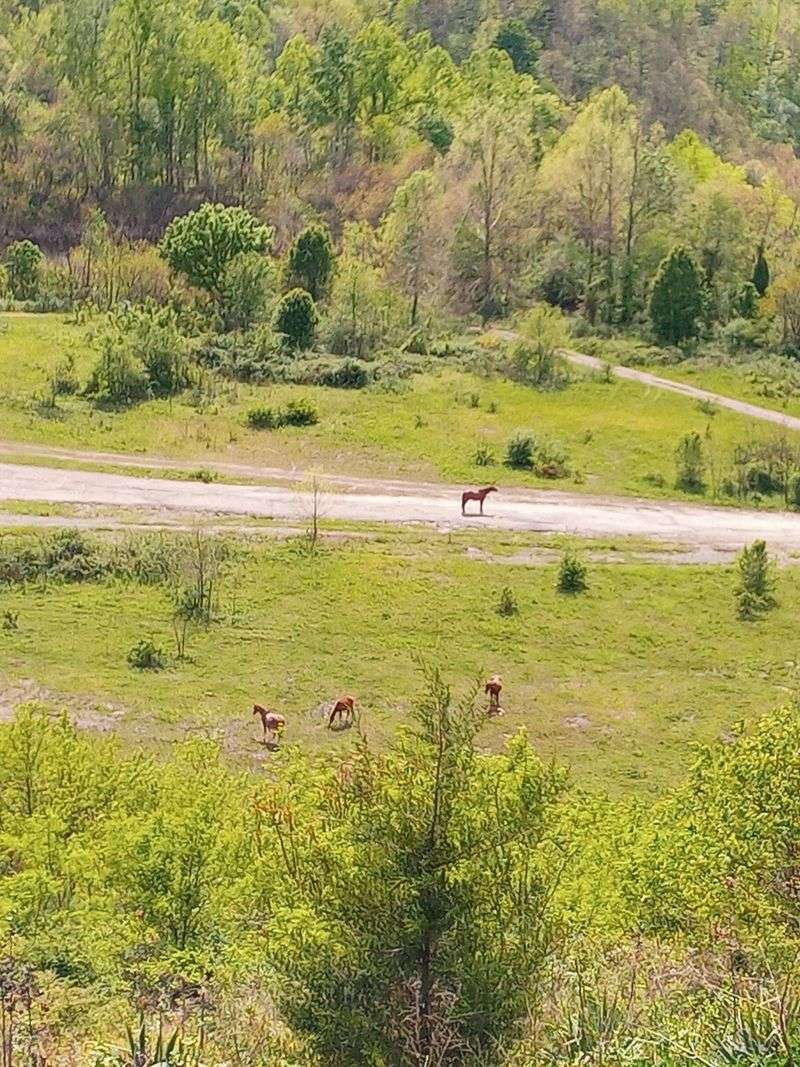 This Kentucky Mountaintop Has Free Roaming Horses And Nobody Talks About It - Decor Hint Views That Run Ridge After Ridge