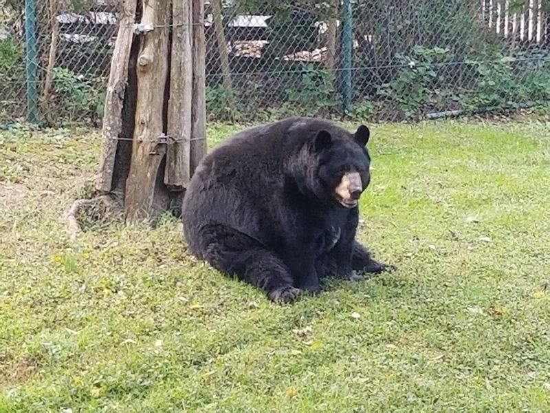 Black Bears That Steal Every Visitor's Attention