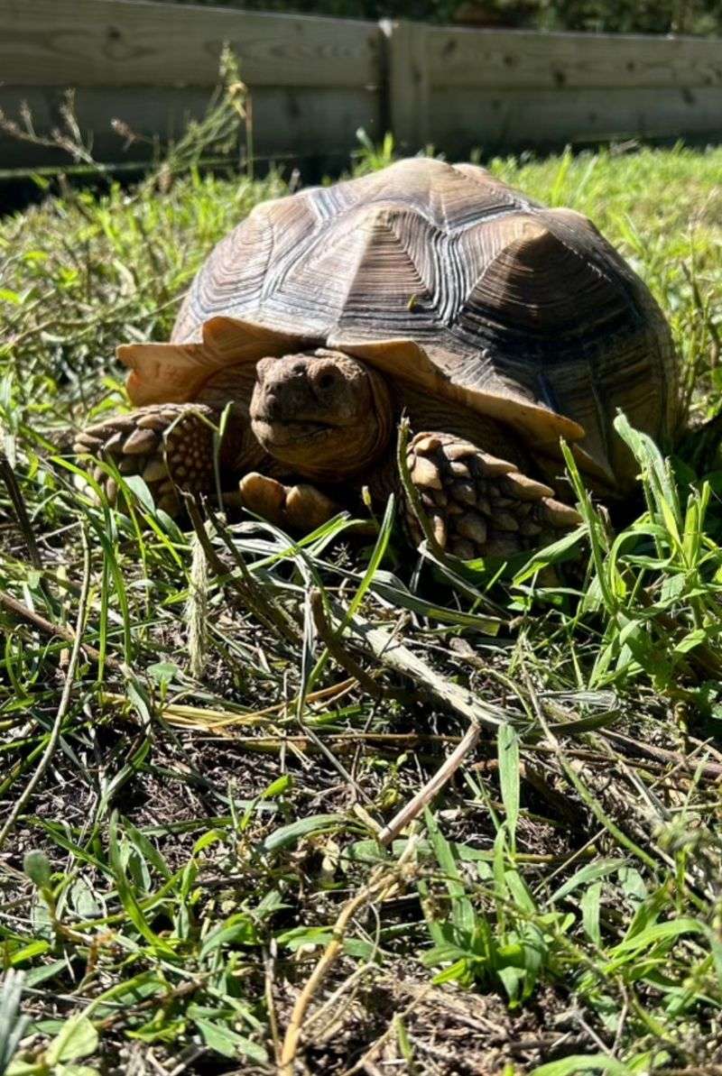 This Connecticut Sanctuary Gives More Than 250 Rescued Animals A Safe Place To Live - Decor Hint The Rescue Became A Nonprofit Back In 2017