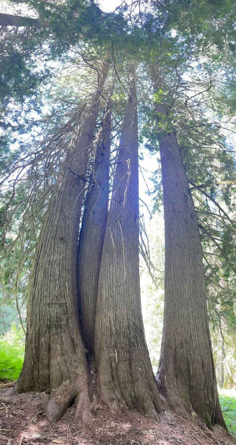 Leave With A New Appreciation For Just How Ancient This Forest Really Is