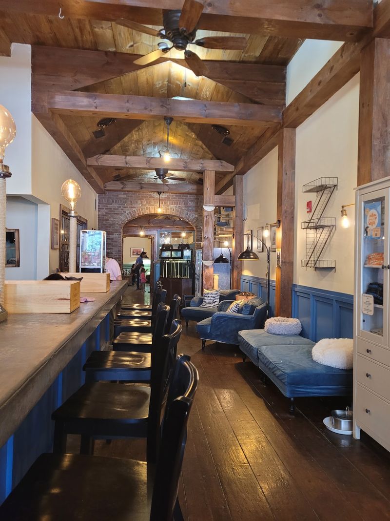 This New York Cat Café Serves Coffee With A Side Of Cuddles - Decor Hint Thoughtful Design For Every Cat