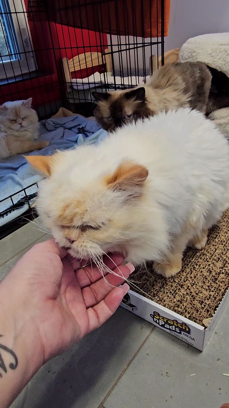 Staff Learn Each Animal Before Matching New Homes