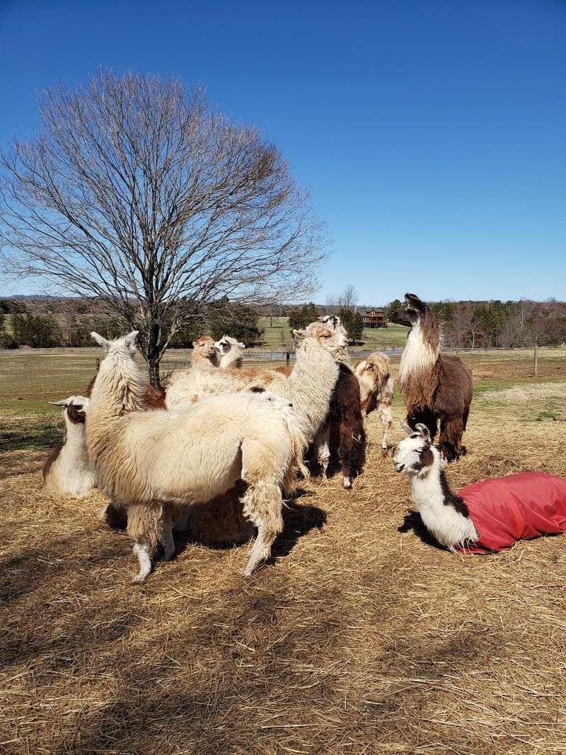 Llamas At Weddings And Sherwoodstock