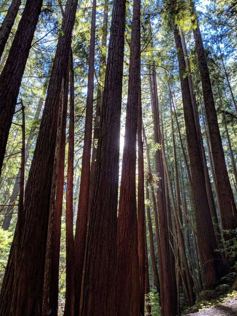Cape Horn Trail Lifts The Route Higher Into The Trees