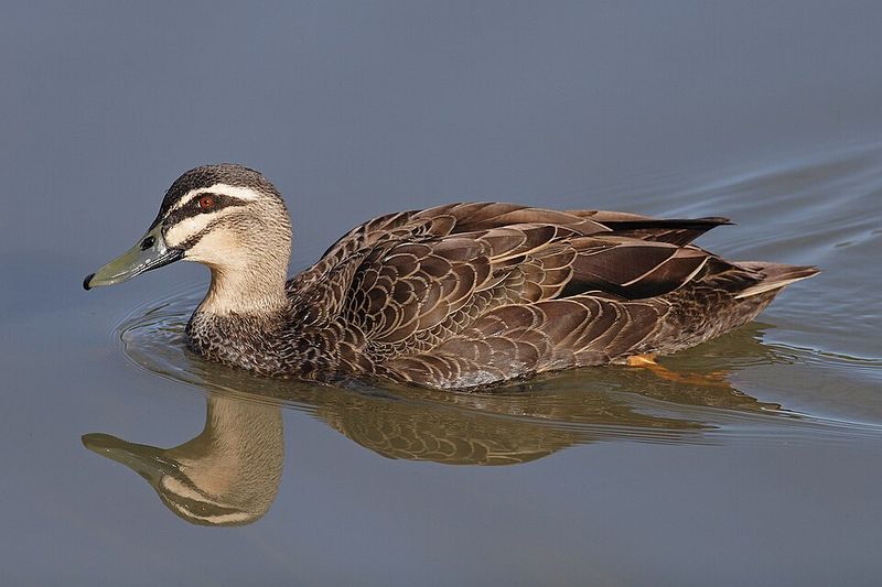 Watch For Huge Seasonal Bird Migrations