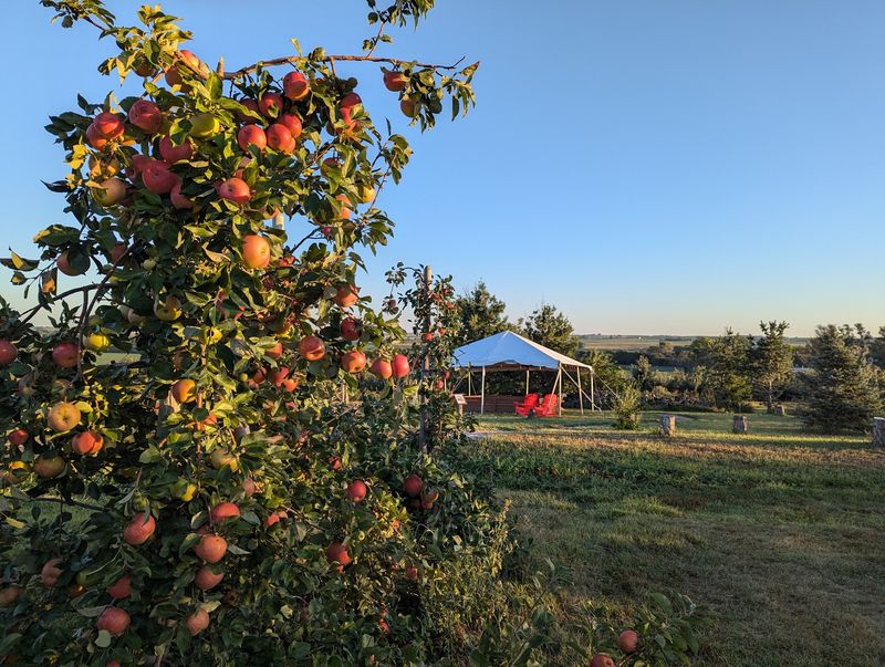 Pick Apples Straight From The Trees