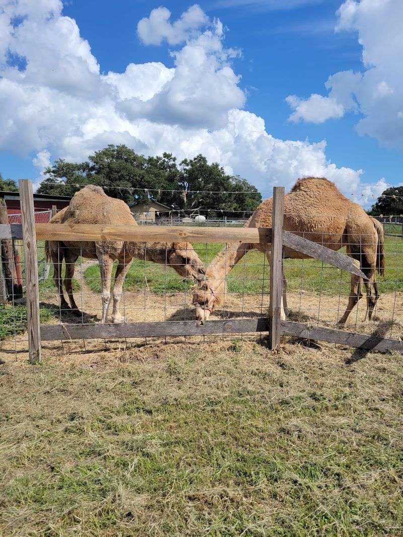 Camel Rides Require Planning Ahead