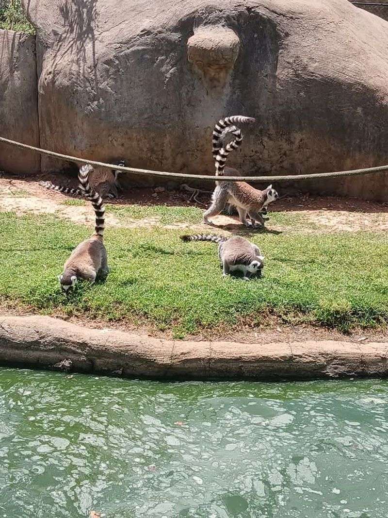 Meet Smaller Species In The Walk-Through Zoo Area
