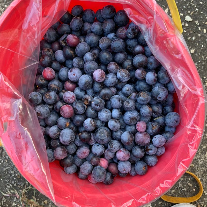Blueberries And Blackberries Kick Off The Summer