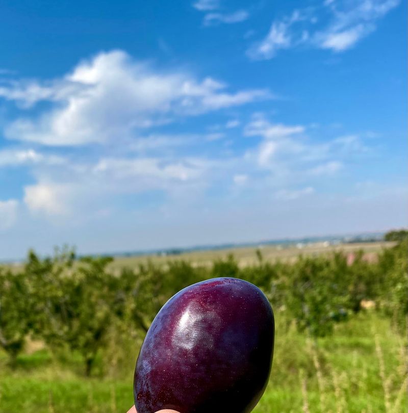 Look For Stanley Prunes When Their Late-Summer Harvest Comes In