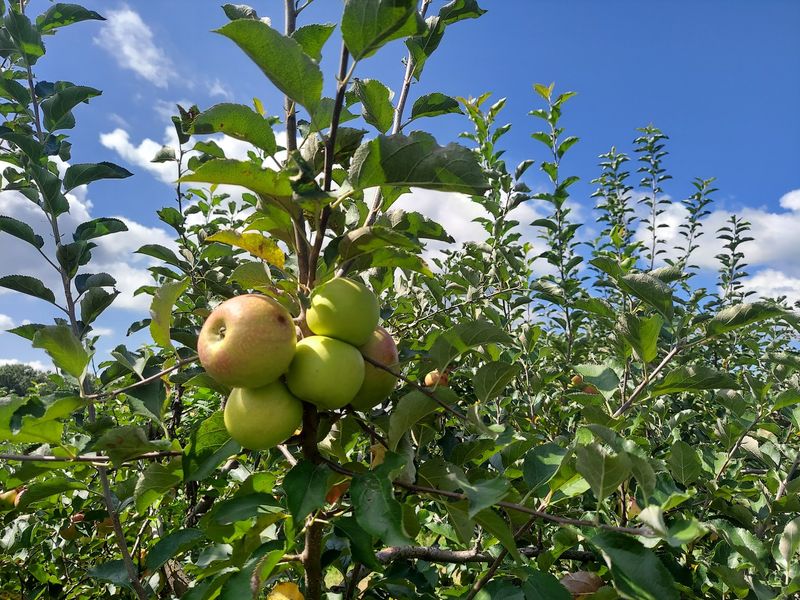 You Can Switch From Berry Picking To Fresh Apples In The Same Visit