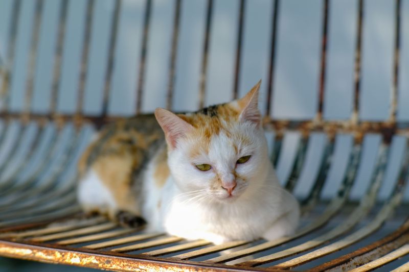 Keep Your Camera Ready Because Cats Can Appear Almost Anywhere