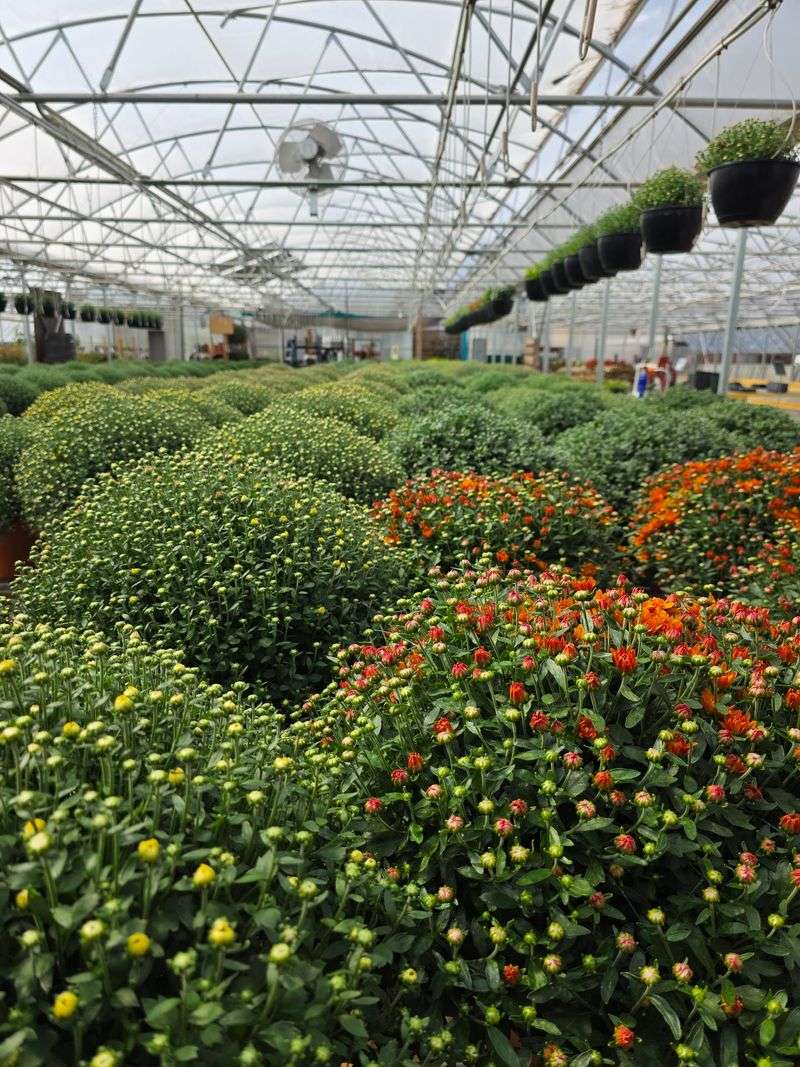Step Inside The Massive 10,000-Square-Foot Greenhouse