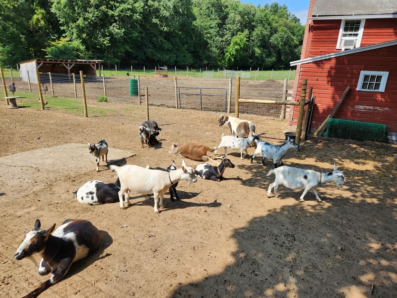 Guardians Farm, Southbury
