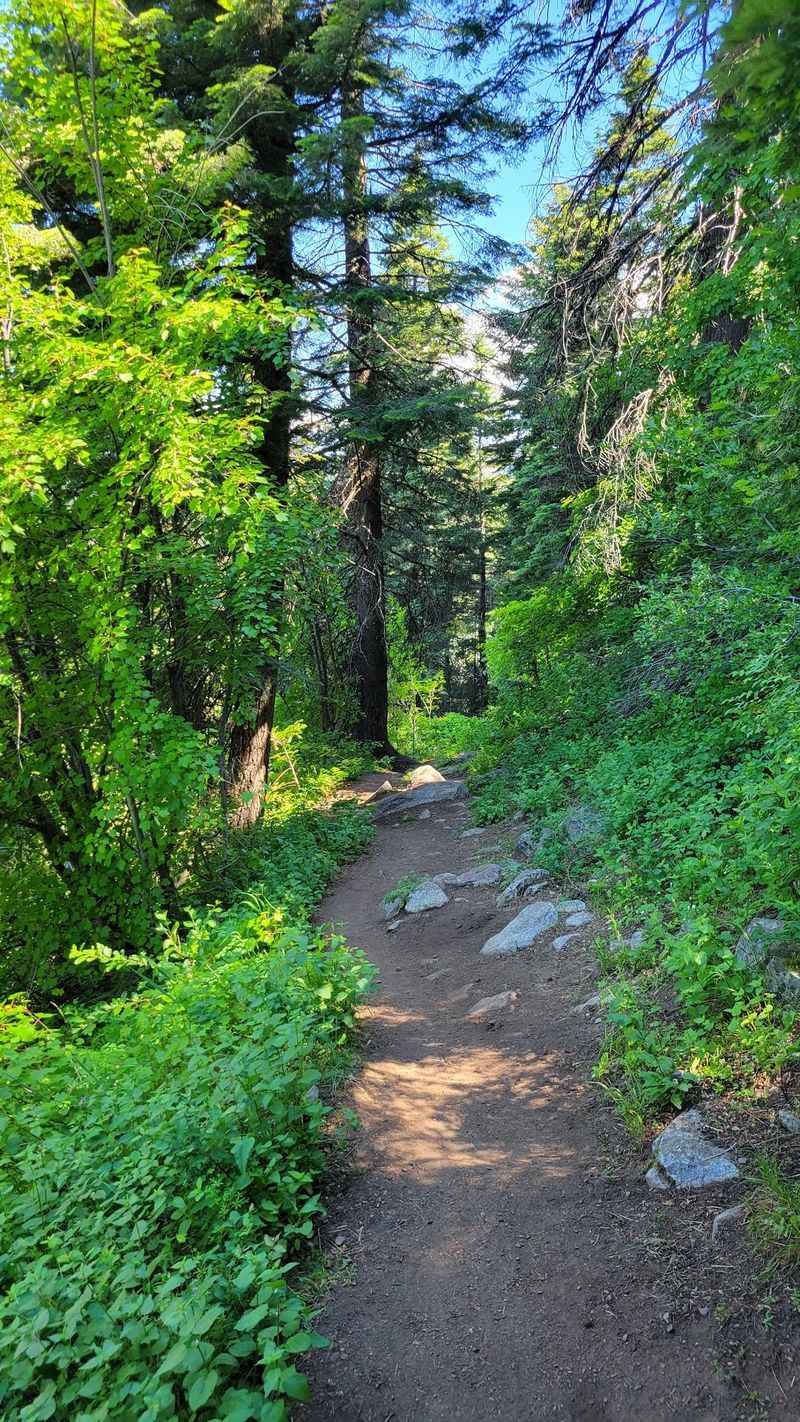 Goose Creek Falls Trail, McCall