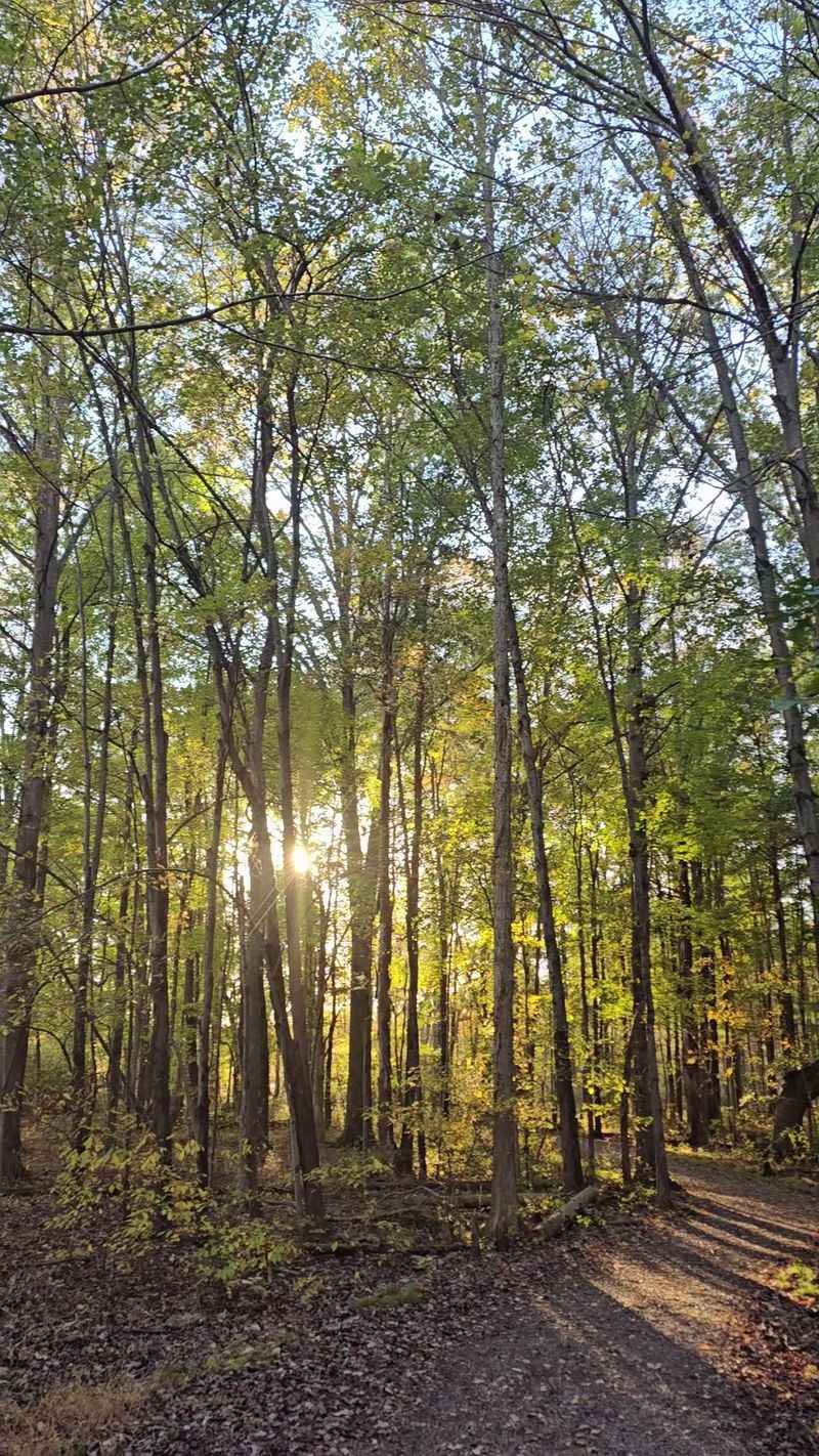 Trails Through Forests And Meadows