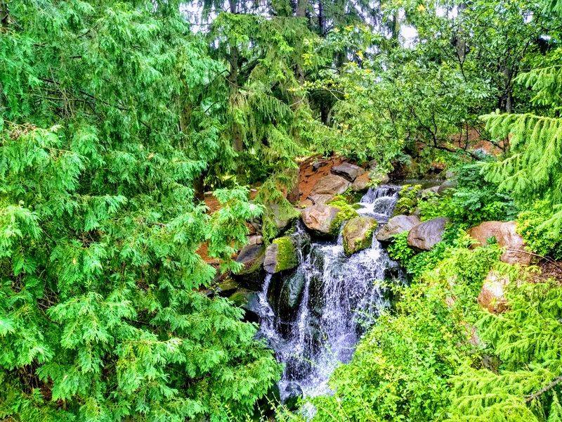 Minnesota Hosts At Least Nineteen Firefly Species