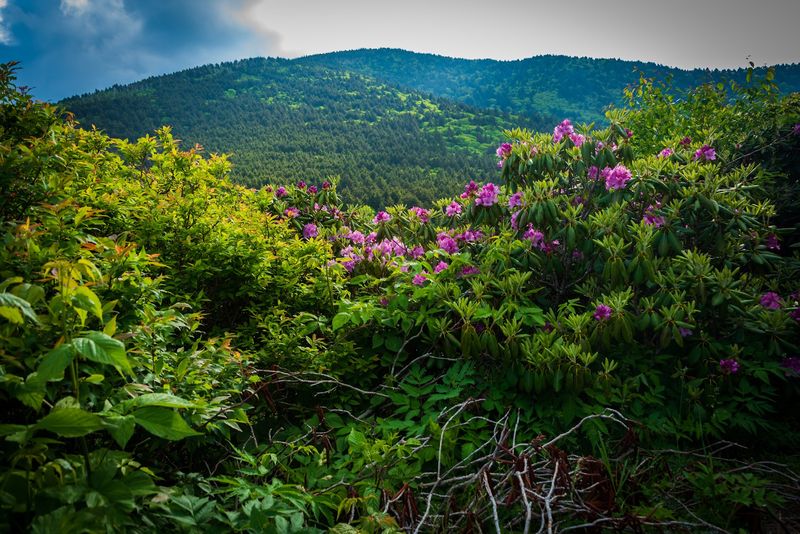 Visit When Wildflowers Turn The Slopes Into A Summer Show
