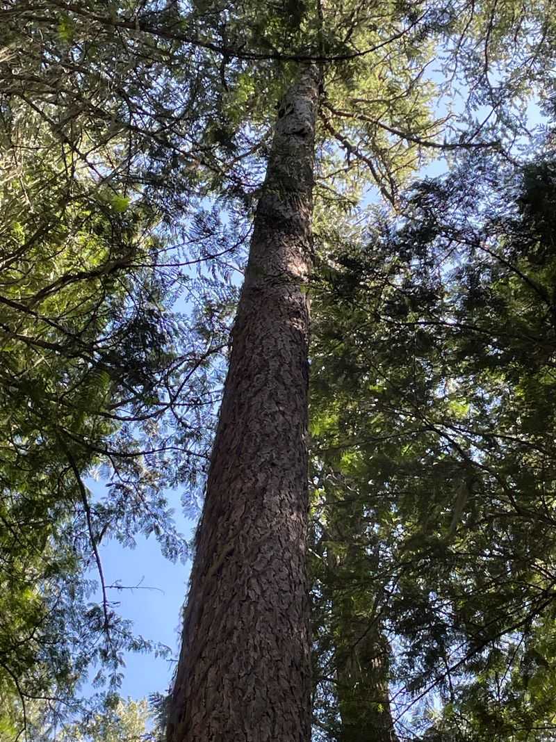 Look Up And See How Completely The Canopy Blocks Out The Sky